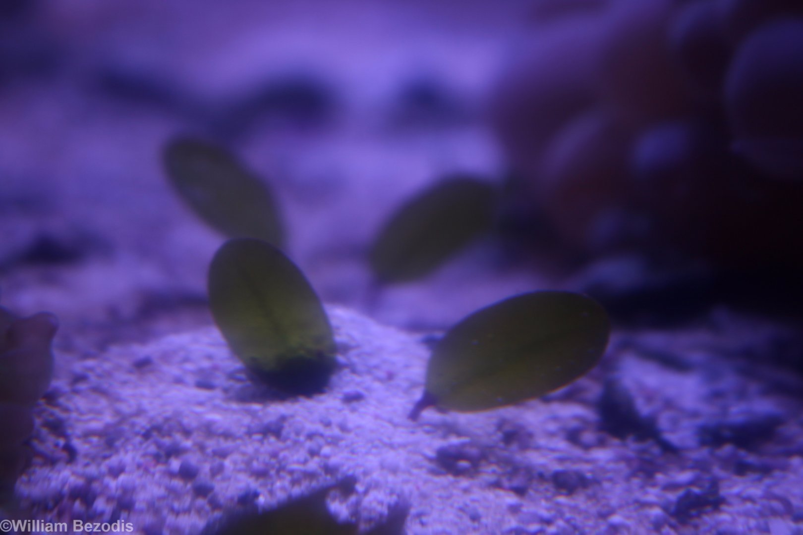 Paddle Weed Seagrass