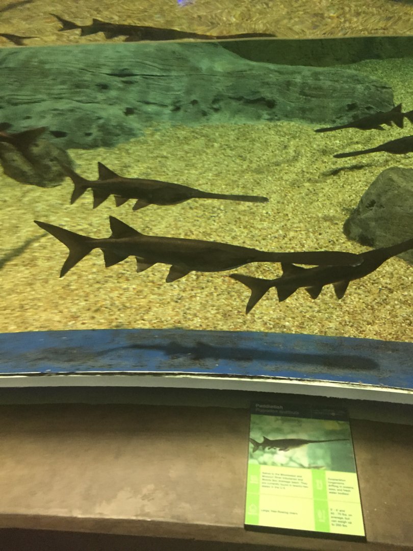 Paddlefish 9-9-2018