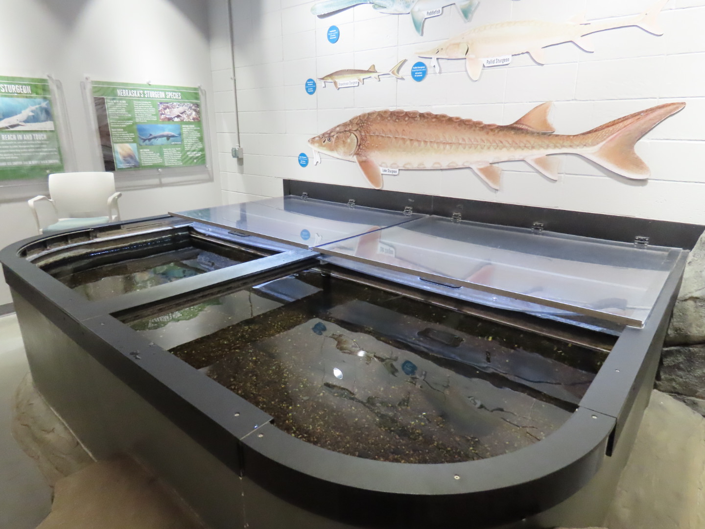 Paddlefish and Sturgeon Touch Tank