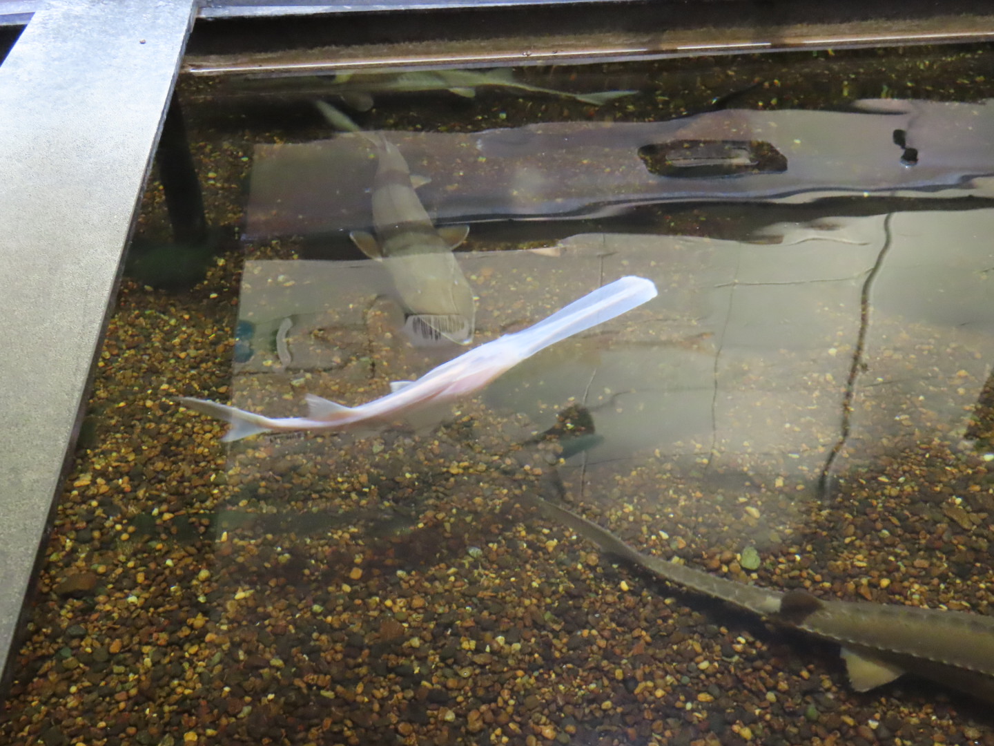 Paddlefish and Sturgeon Touch Tank
