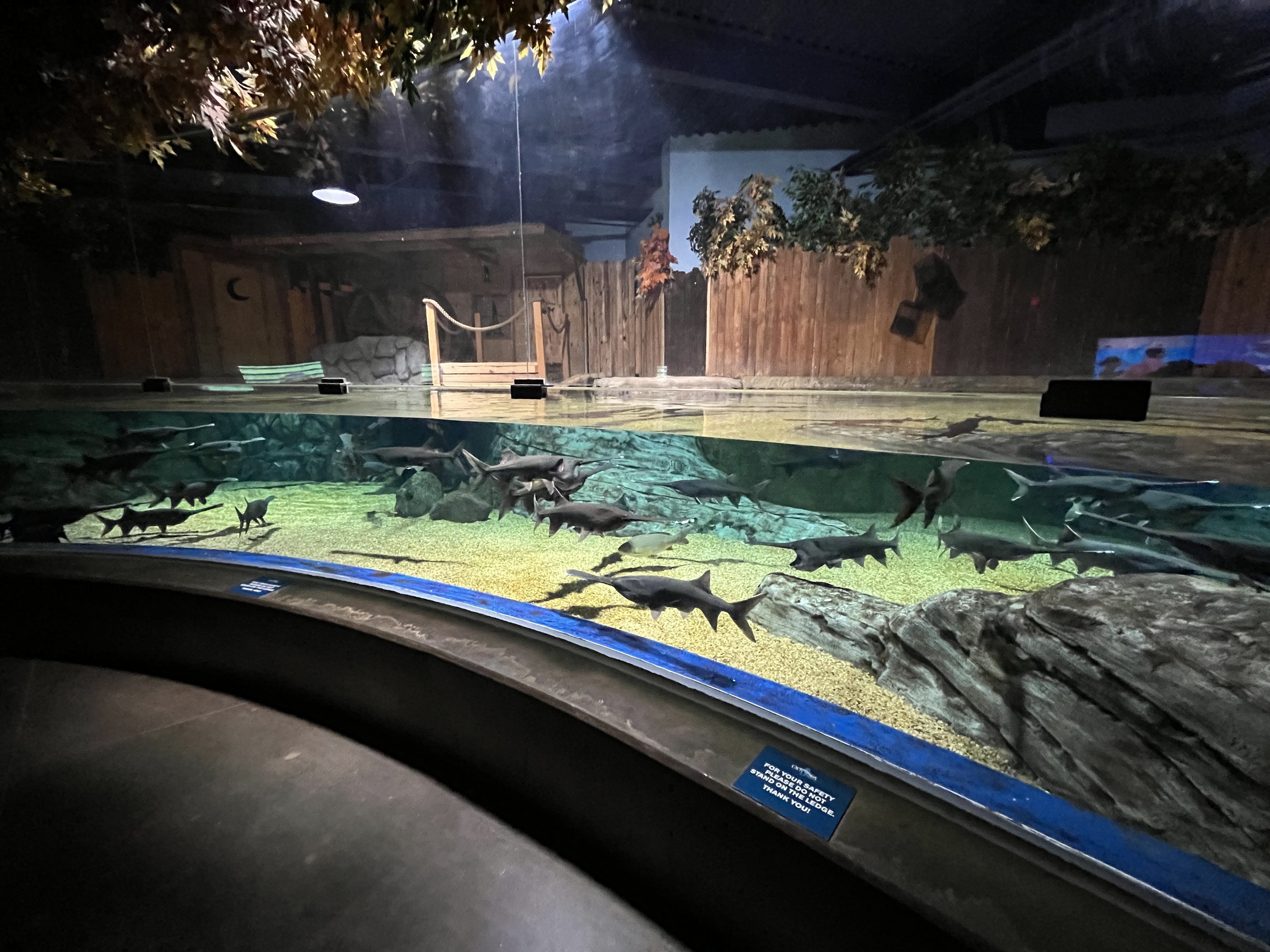 Paddlefish Exhibit (40 of them!)