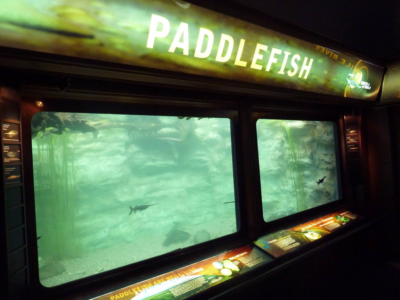 Paddlefish Exhibit