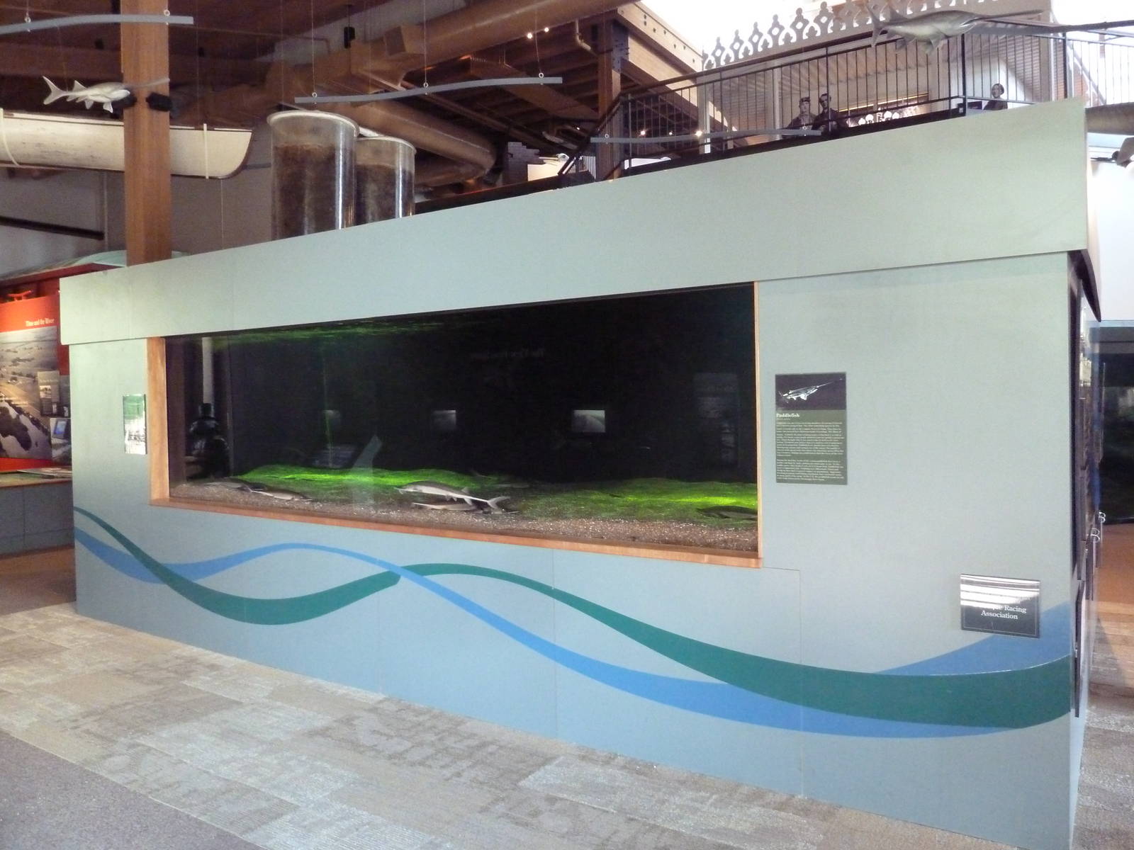 Paddlefish Exhibit