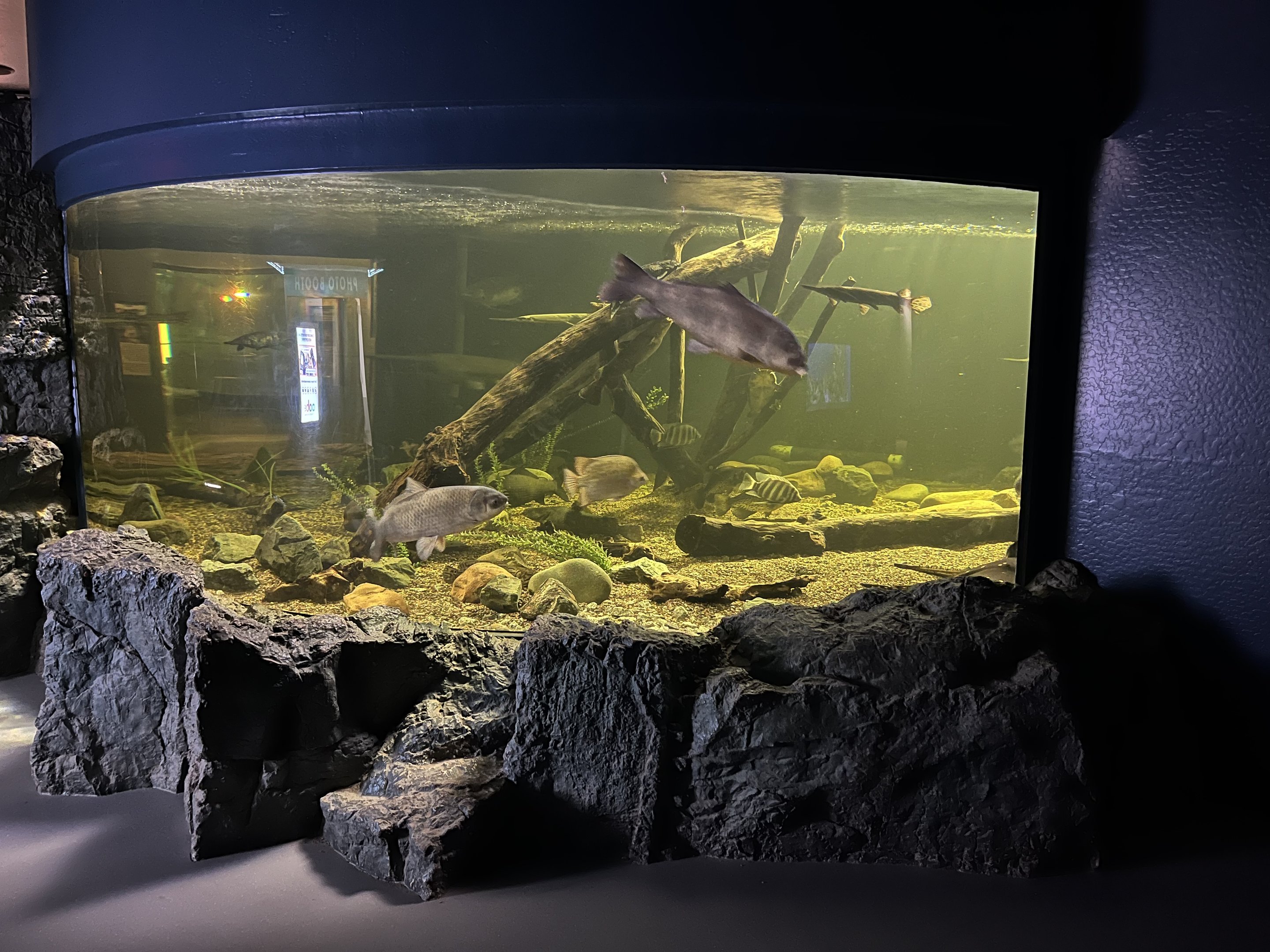 Paddlefish/Gar Exhibit