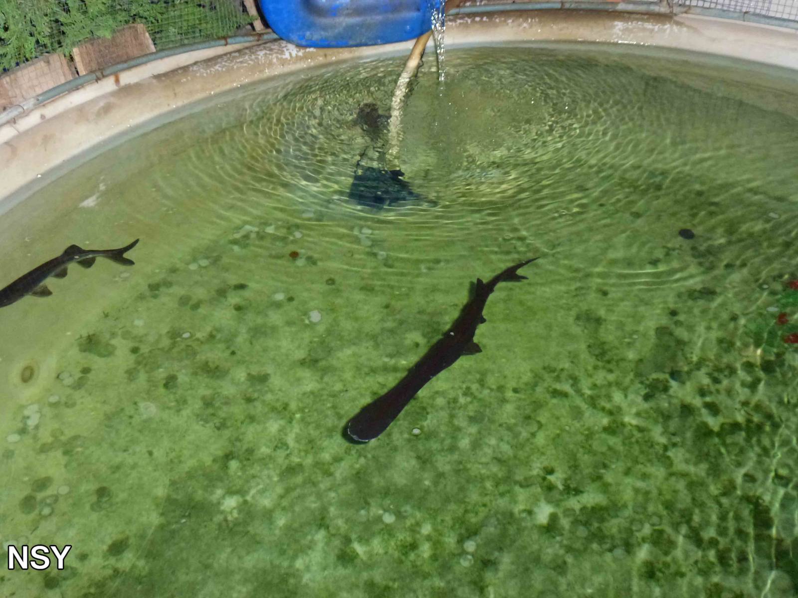 Paddlefish, June 2013.