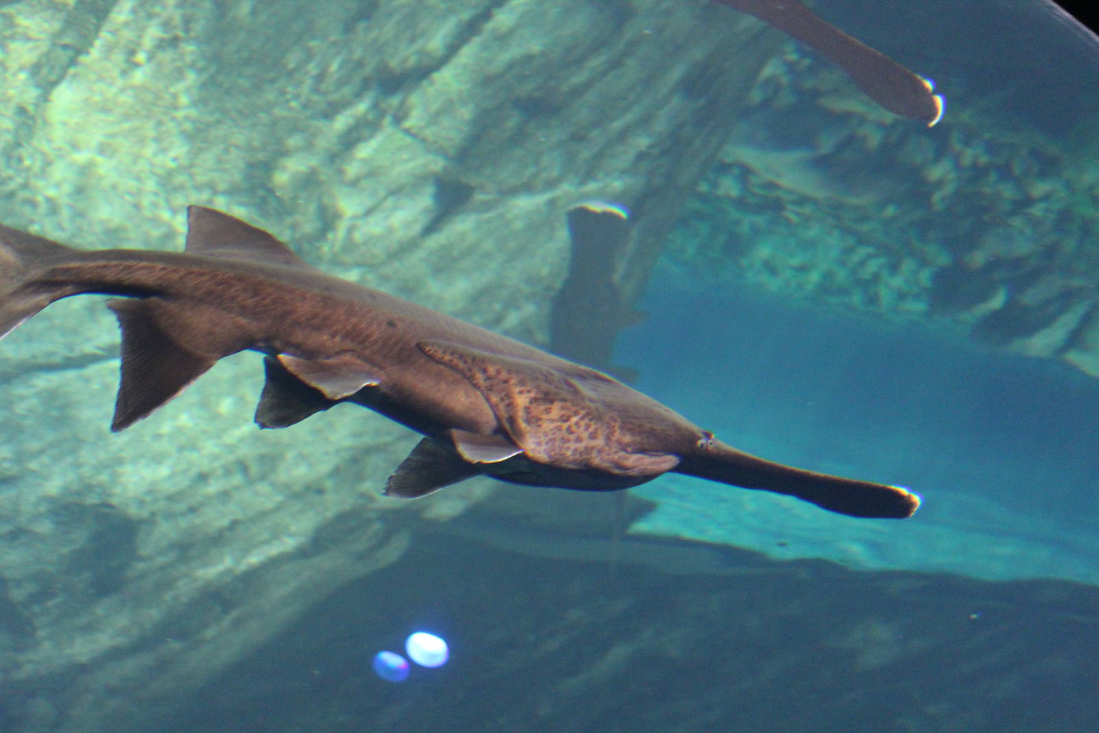 Paddlefish - June 2016