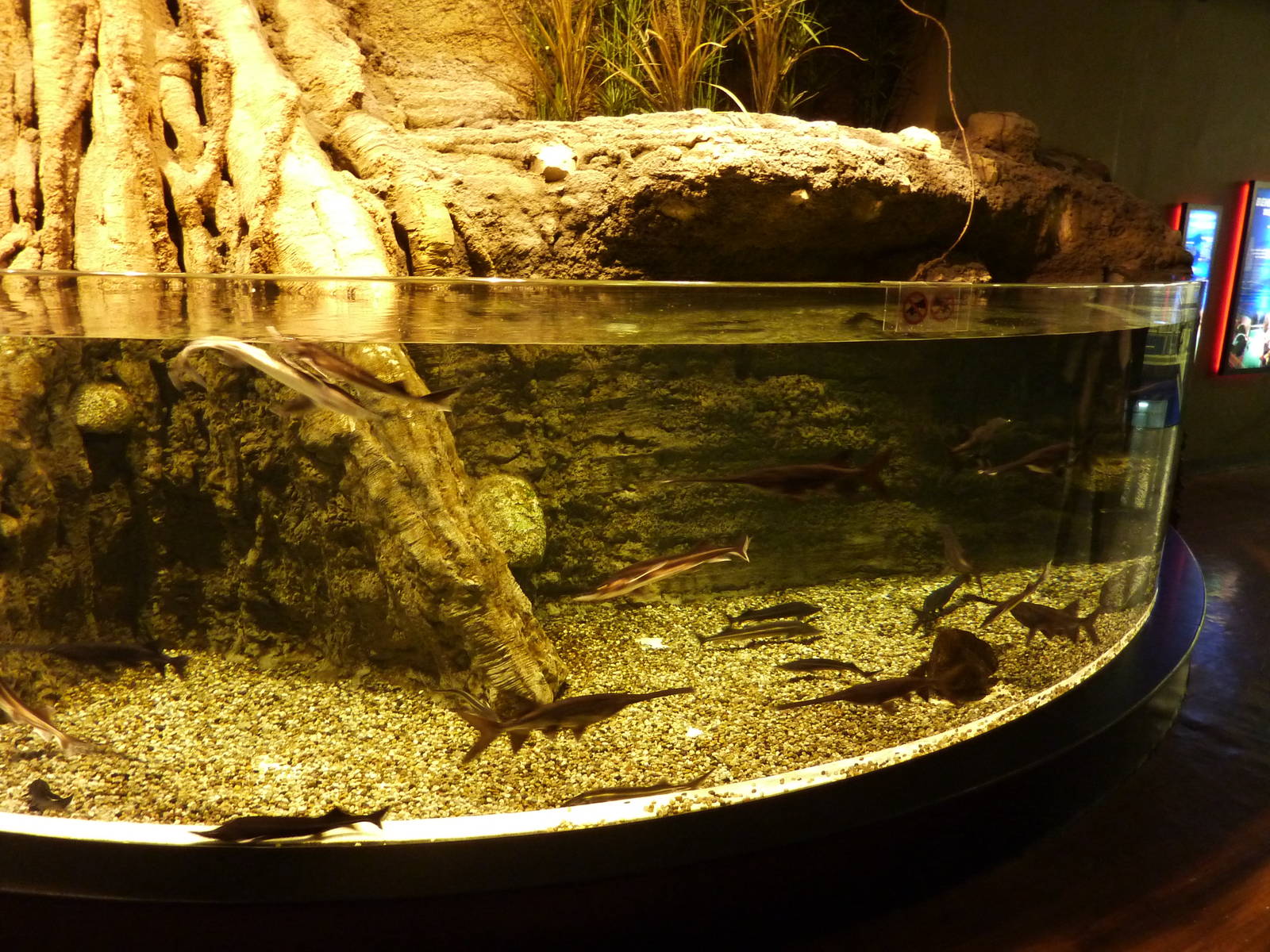 Paddlefish & sterlet tank