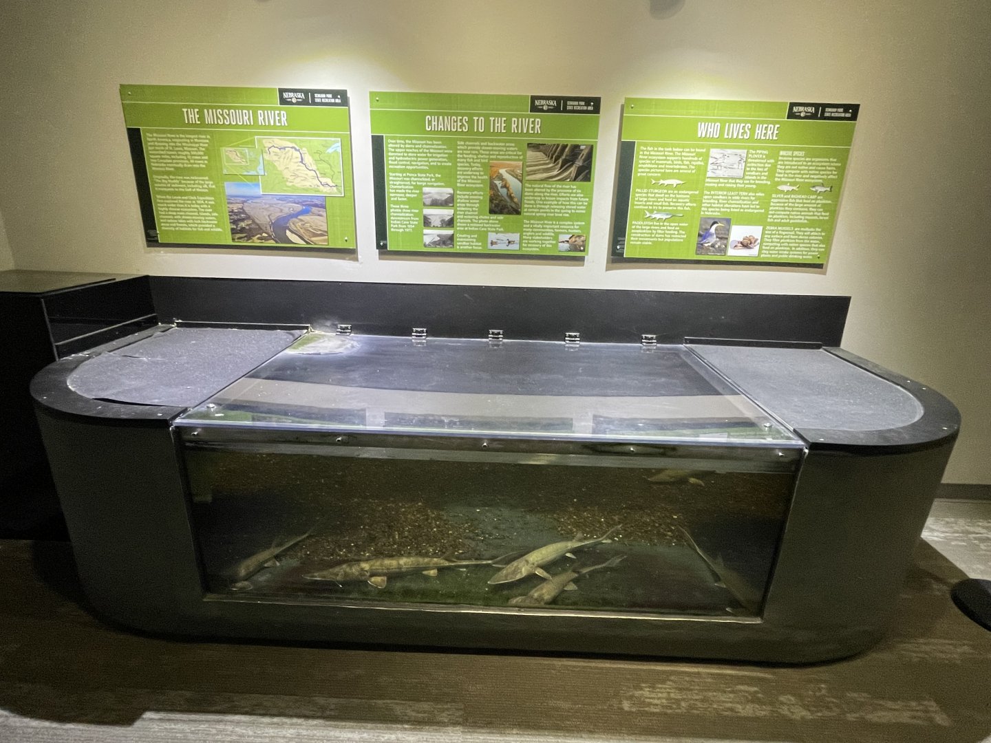 Paddlefish & Sturgeon Touch Tank Underwater View