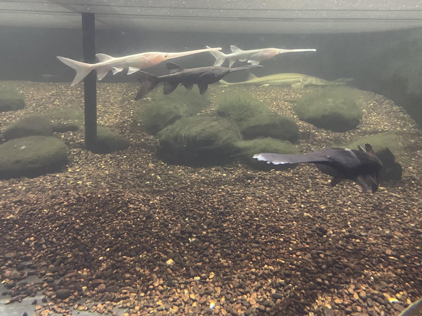 Paddlefish & Sturgeon Touch Tank Underwater View