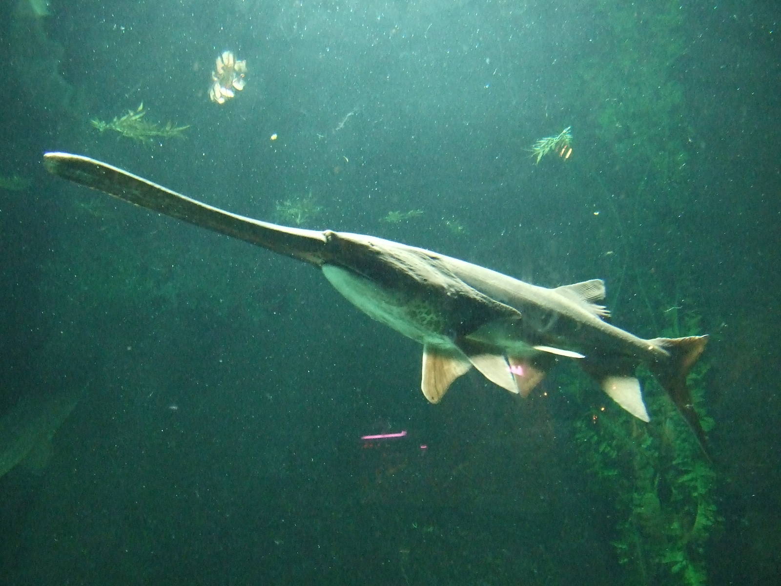Paddlefish