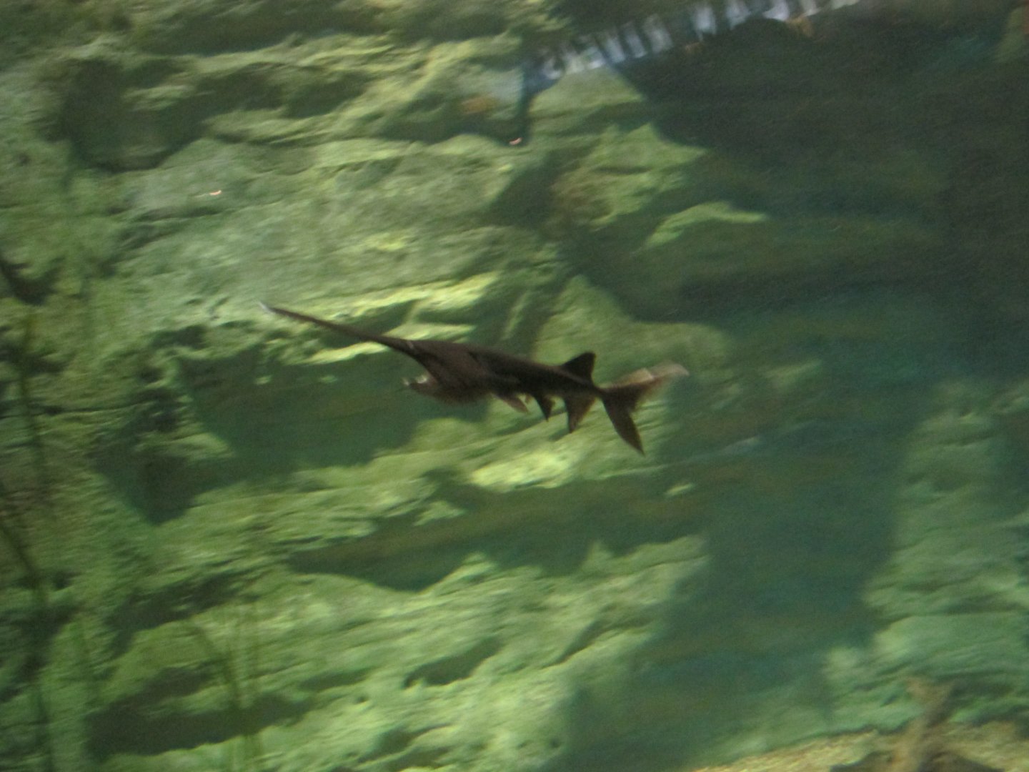 paddlefish