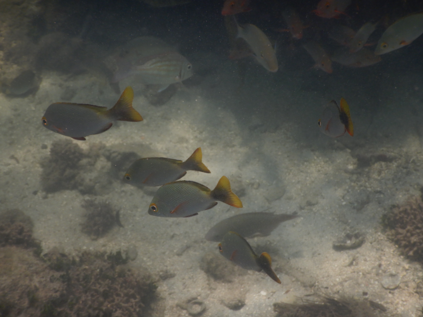 Paddletail Snapper juveniles (Lutjanus gibbus) - Green Island