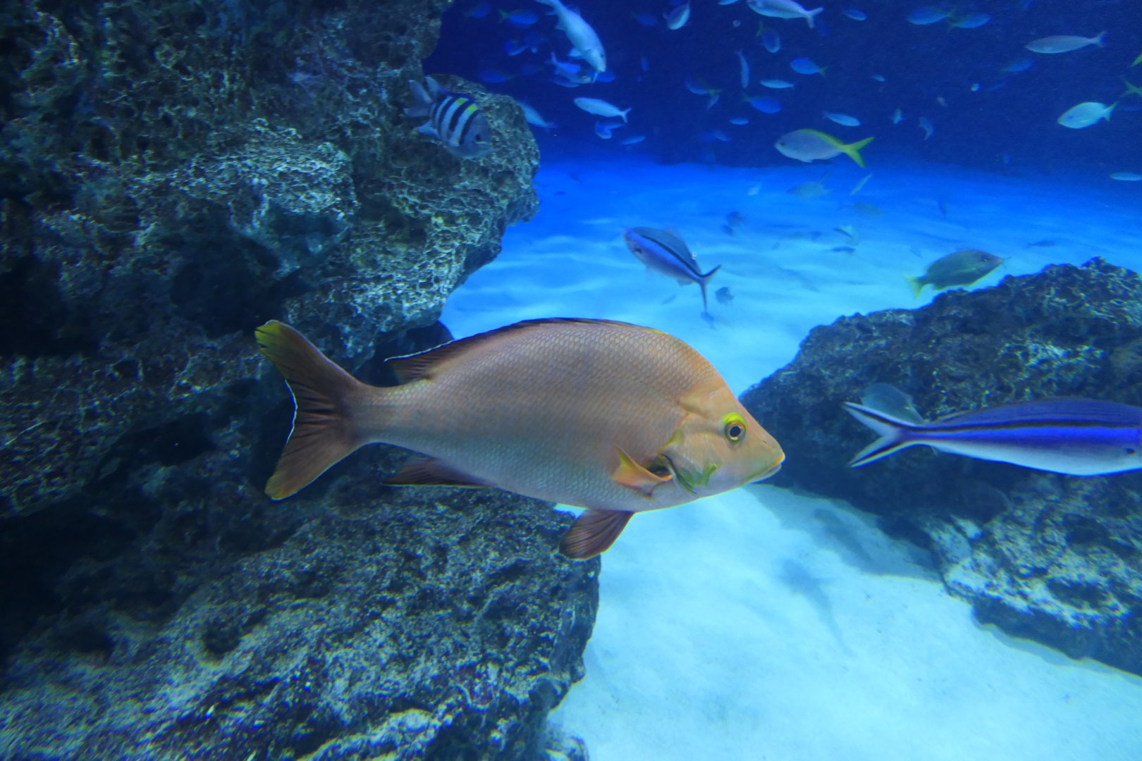 Paddletail Snapper (Lutjanus gibbus)