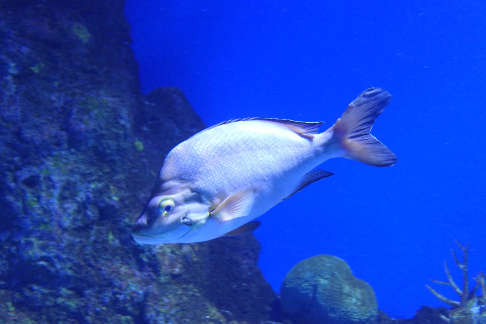 Paddletail Snapper (Lutjanus gibbus)
