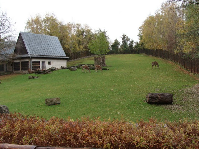 Paddock  - Boselaphus tragocemelus