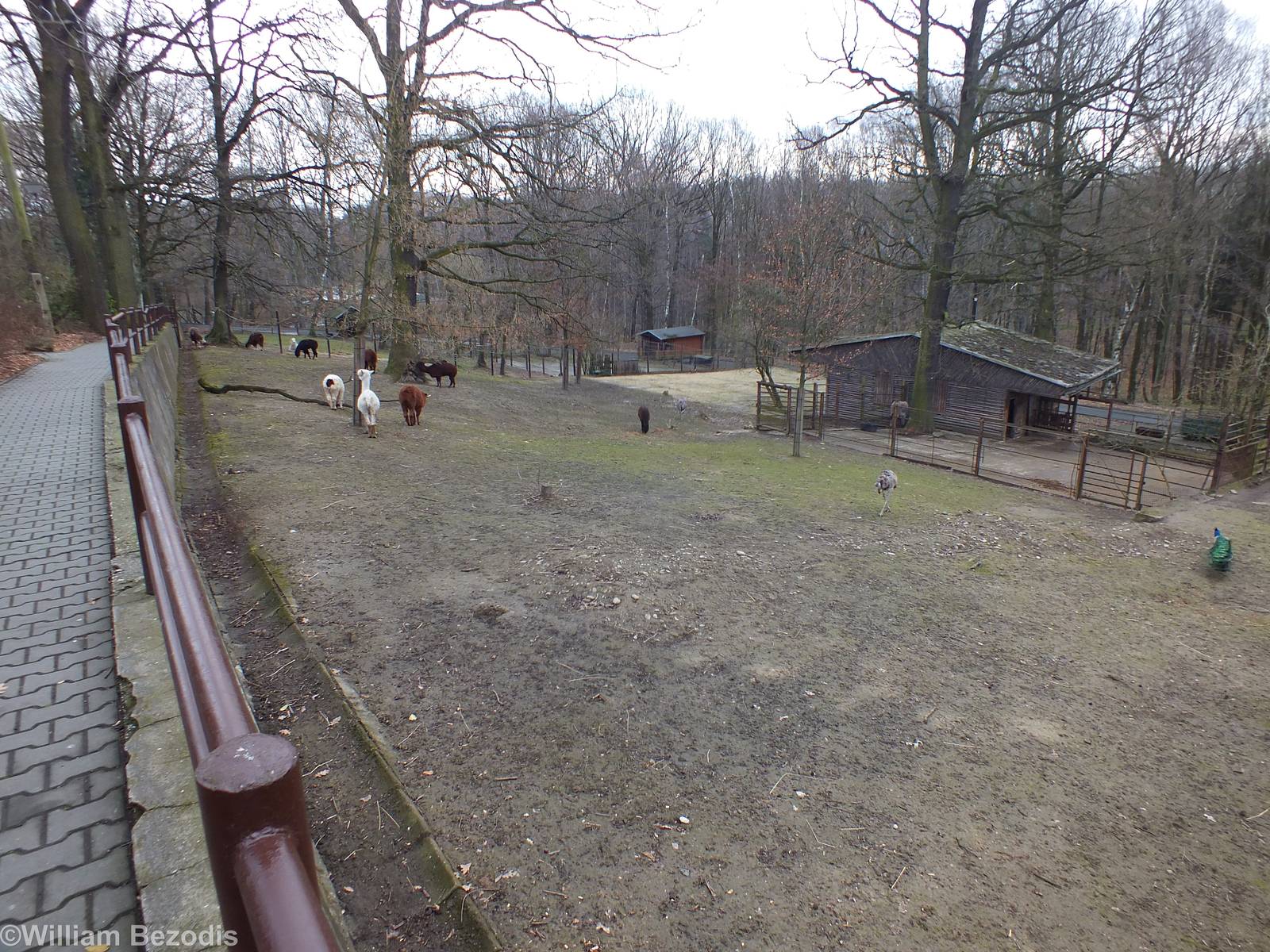 Paddock for Alpacas and Rheas