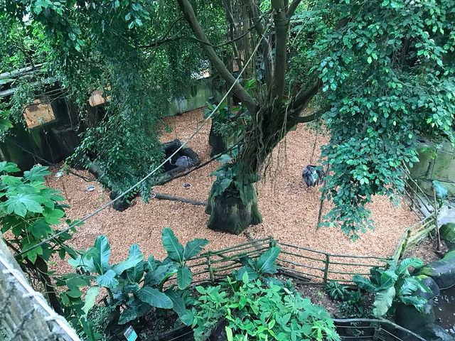 Paddock for American rhea