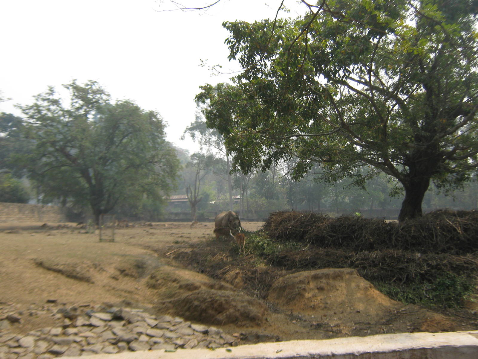 paddock for Indian rhino and axis deer