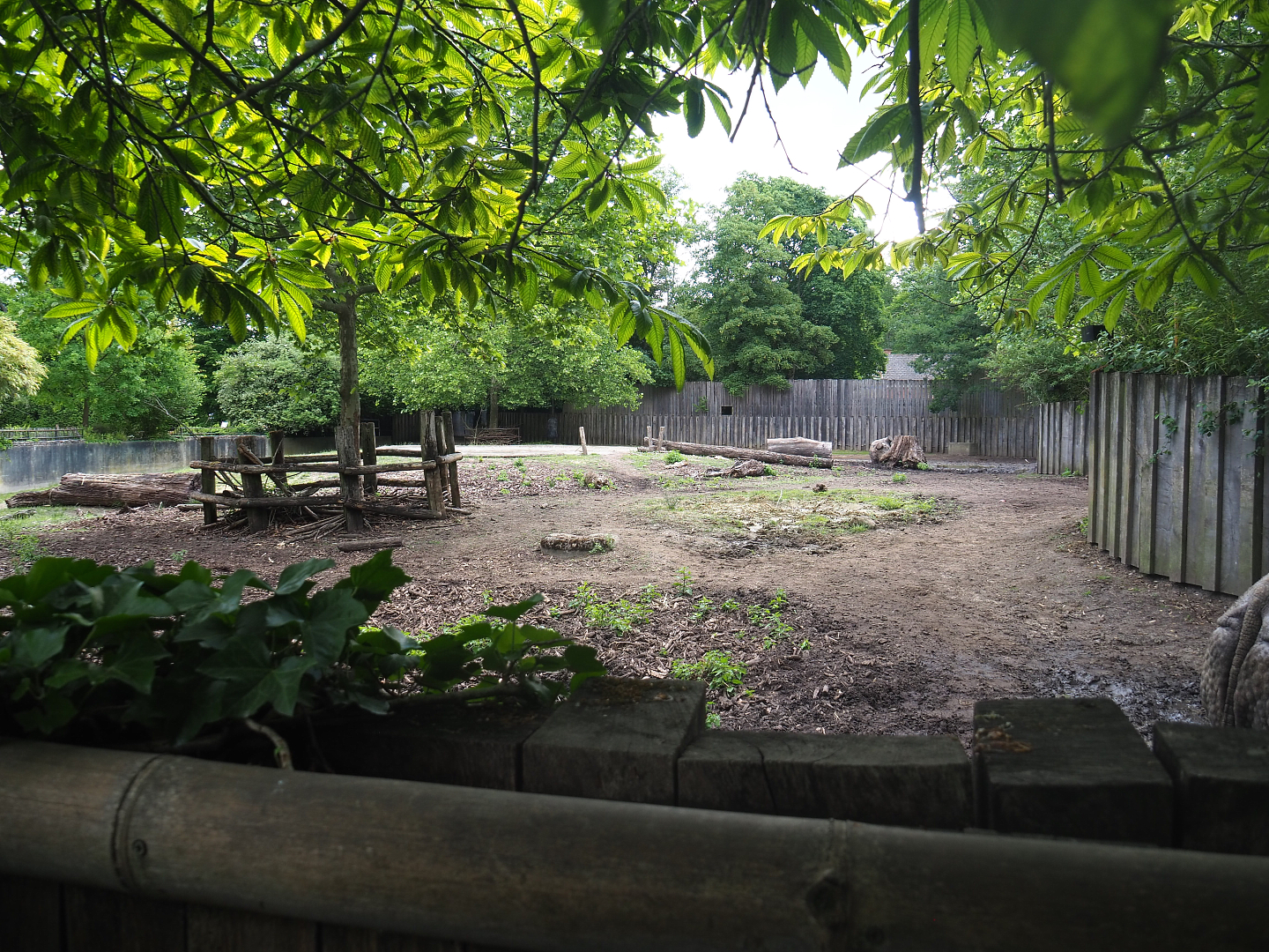 Paddock for Indian rhinoceros bull Gujarat and Negros Visayan warty pig Vlad, 2022-05-28