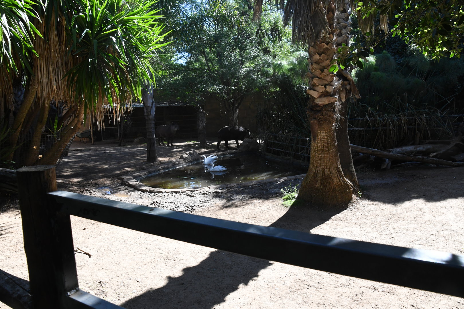 Paddock for Lowland Tapirs and Coscorobas