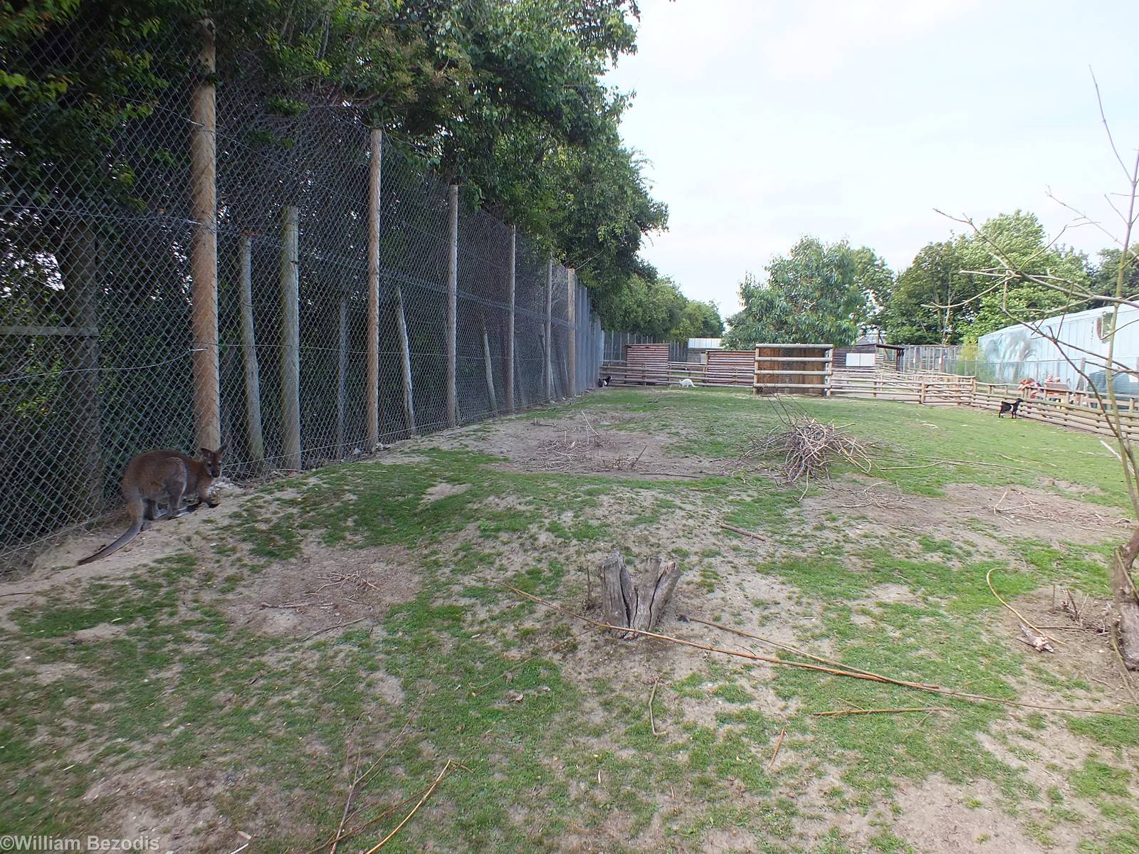 Paddock for Muntjac, Bennett's Wallaby and Pygmy Goats