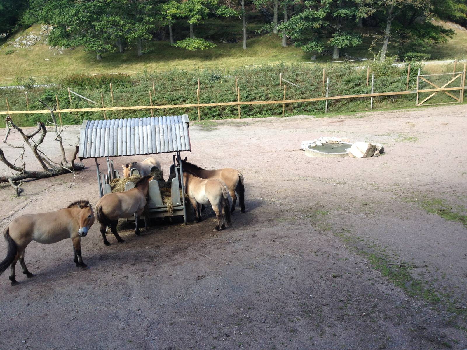 Paddock for Przewalski?s horse