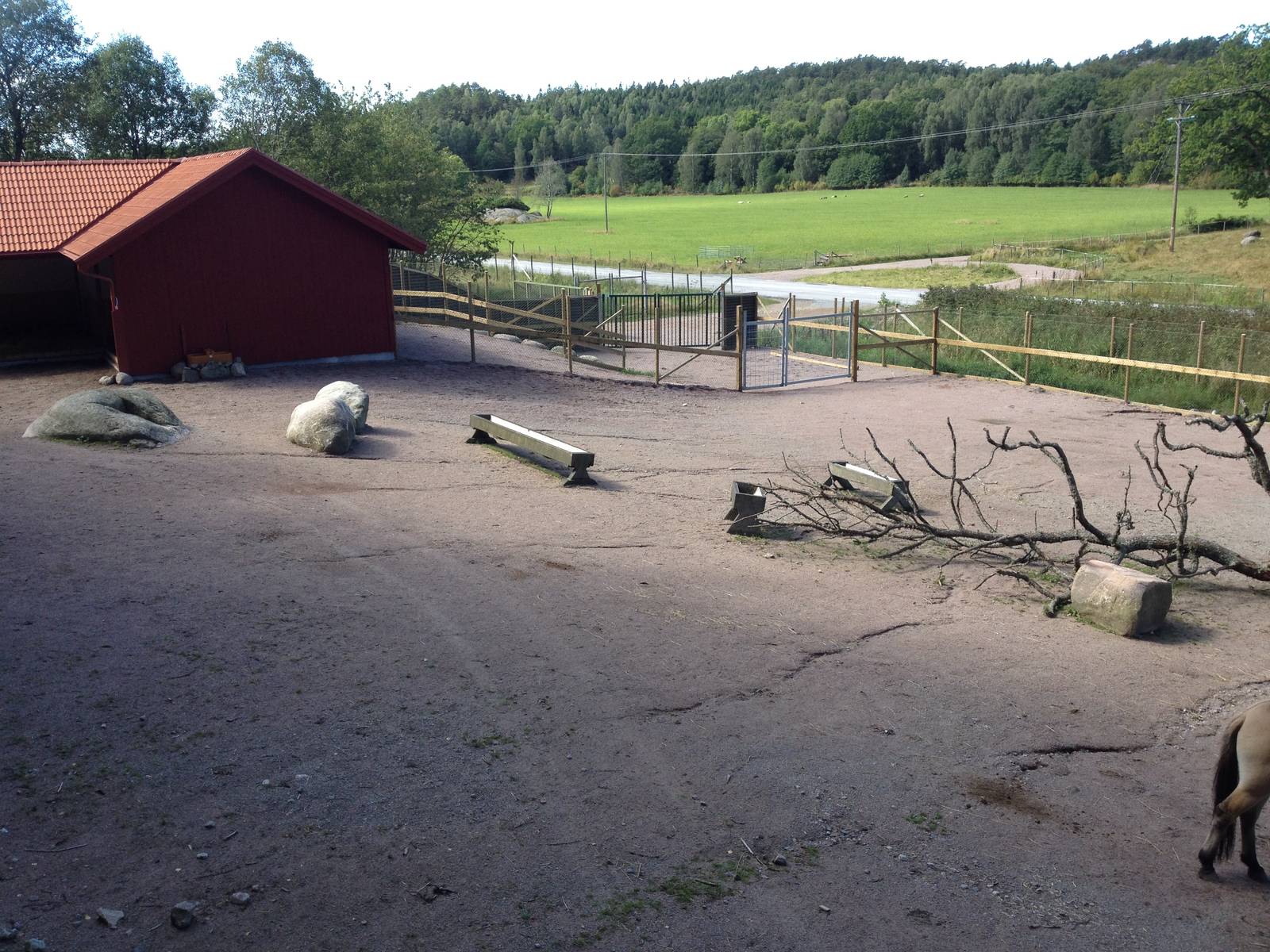 Paddock for Przewalski?s horse