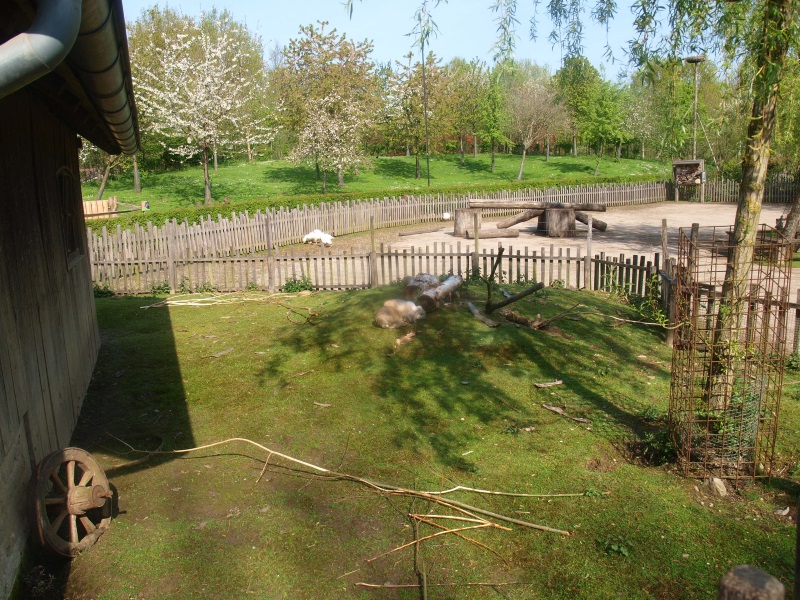 Paddock for rabbits and guinea pig (May 2nd, 2015)