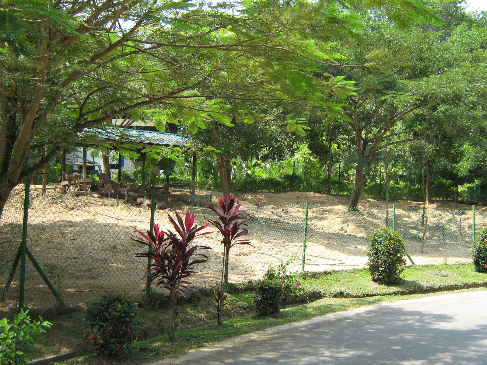 paddock for rusa (Cervus timorensis)