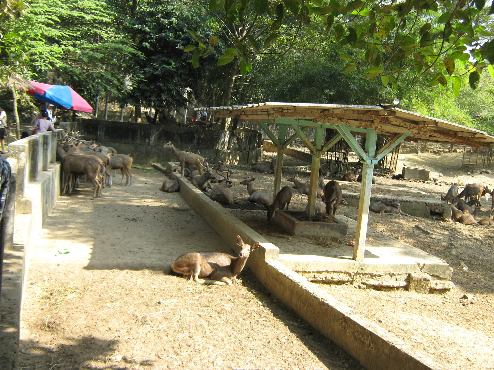paddock for Sambar (Cervus unicolor)