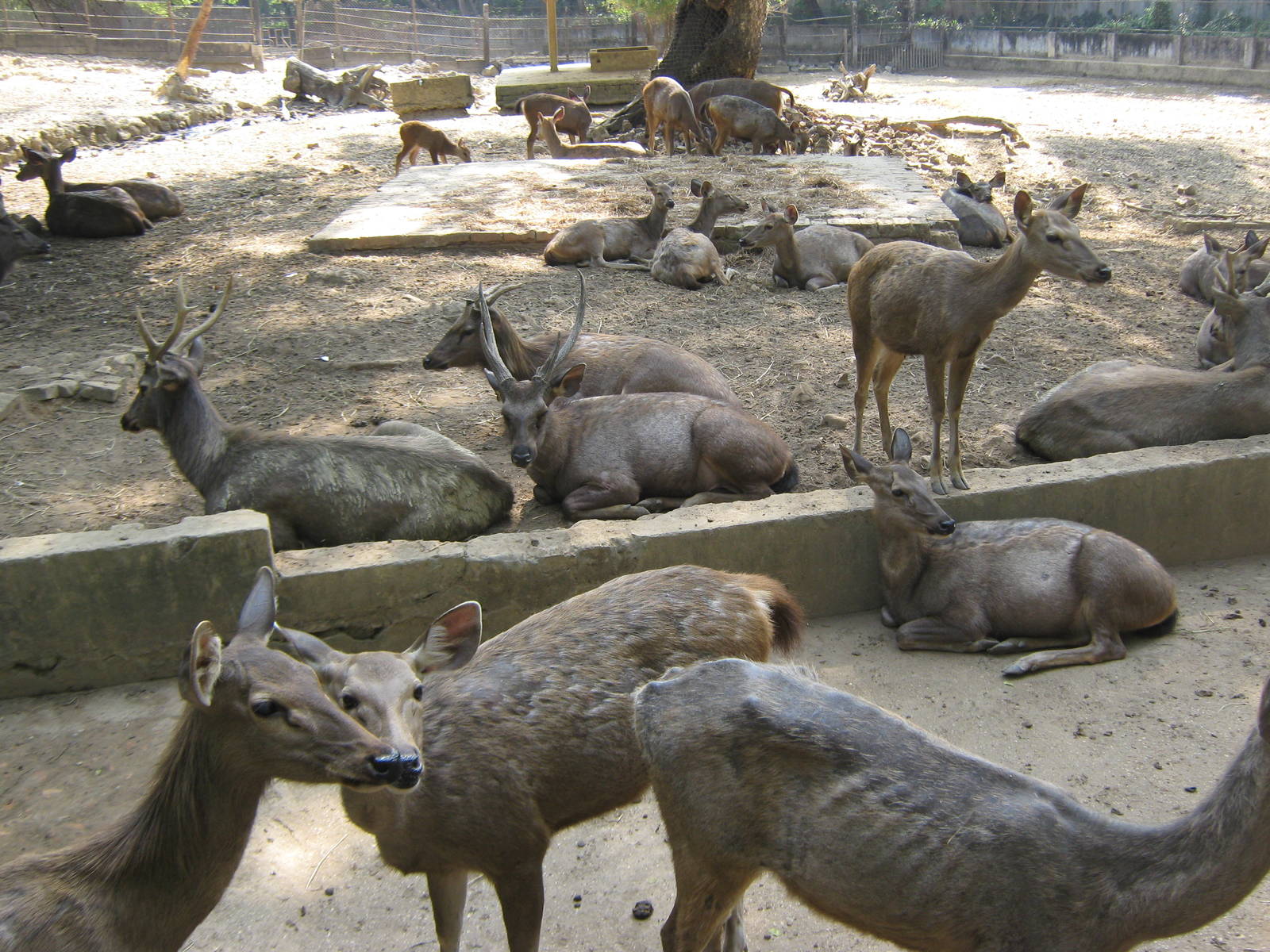 paddock for Sambar (Cervus unicolor)