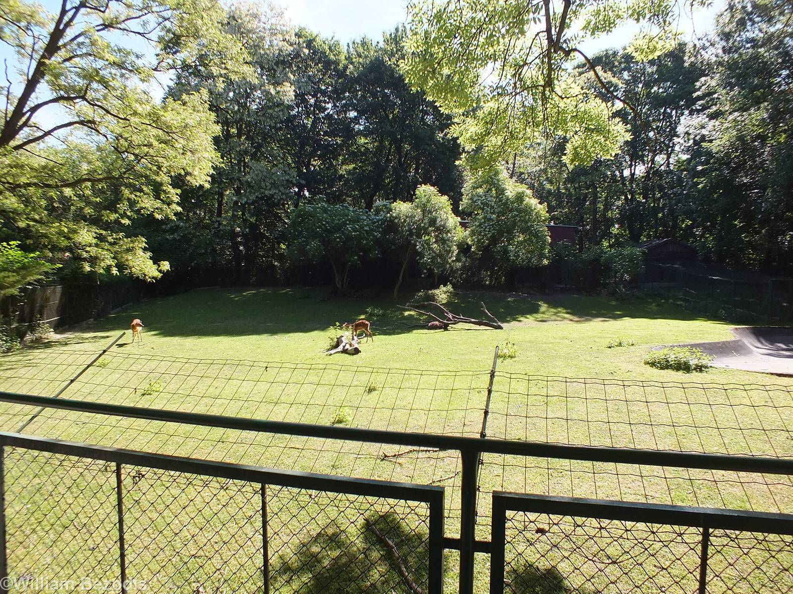 Paddock for Sitatunga and Abyssinian Ground Hornbill