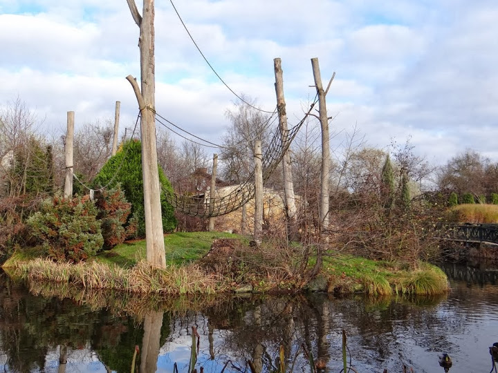 Paddock - island of Symphalangus syndactylus