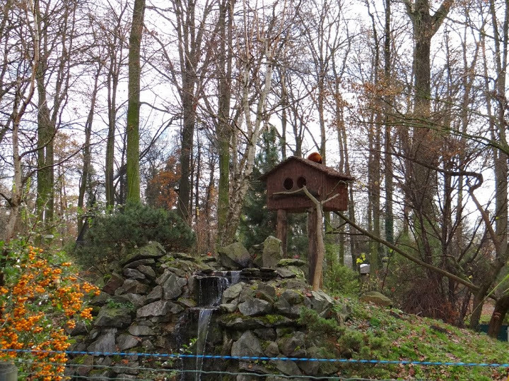 Paddock of Ailurus fulgens fulgens