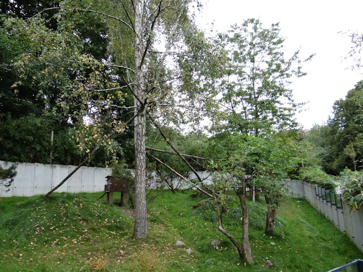 Paddock of Ailurus fulgens