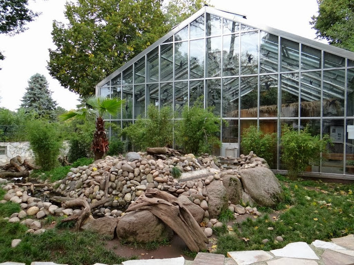 Paddock of Amblonyx cinereus