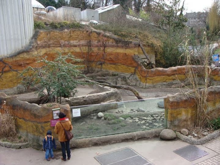 Paddock of Aonyx cinerea