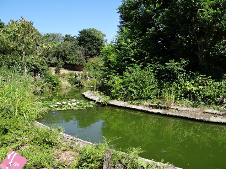 Paddock of Ateles belzebuth hybridus