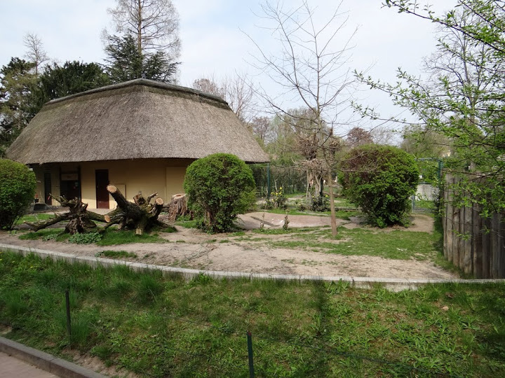 Paddock of Babyrousa babyrussa