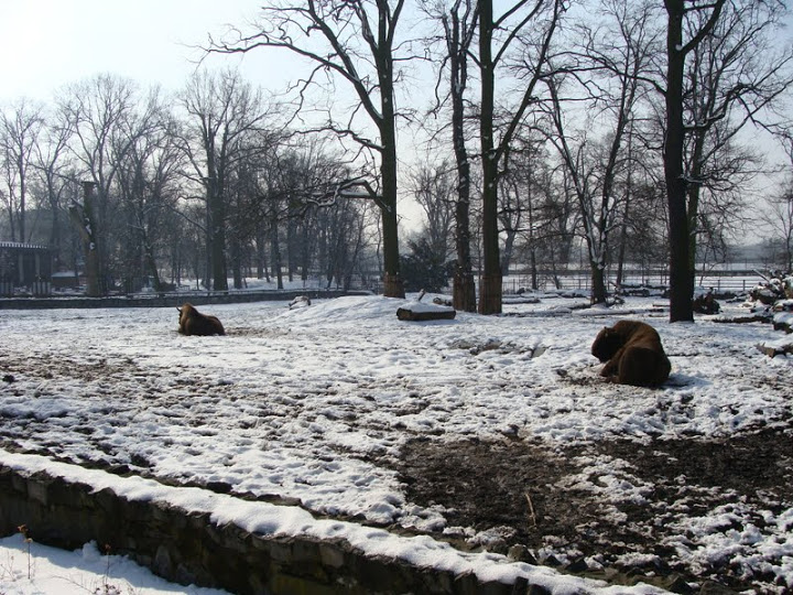 Paddock of Bison bonasus bonasus