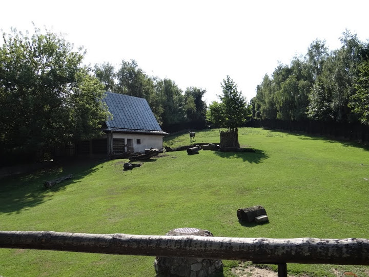 Paddock of Boselaphus tragocamelus