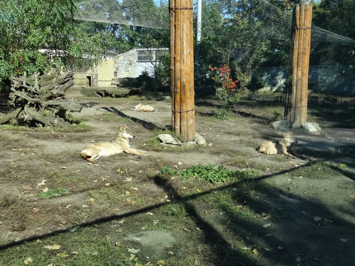 Paddock of Canis lupus