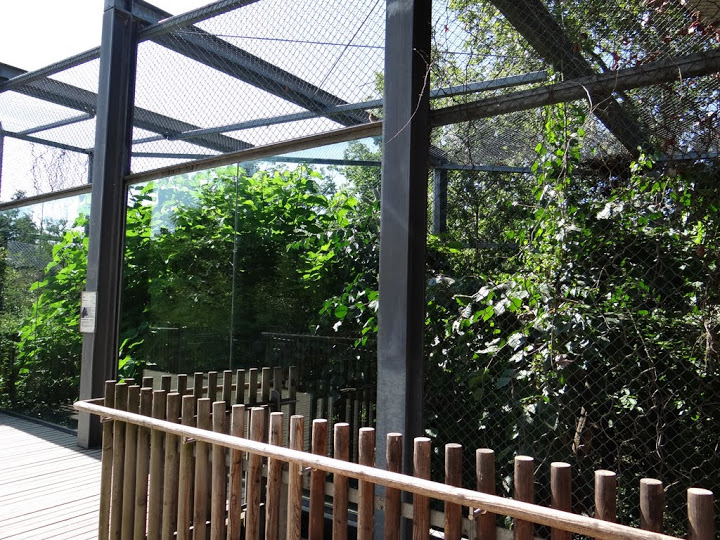 Paddock of Cryptoprocta ferox