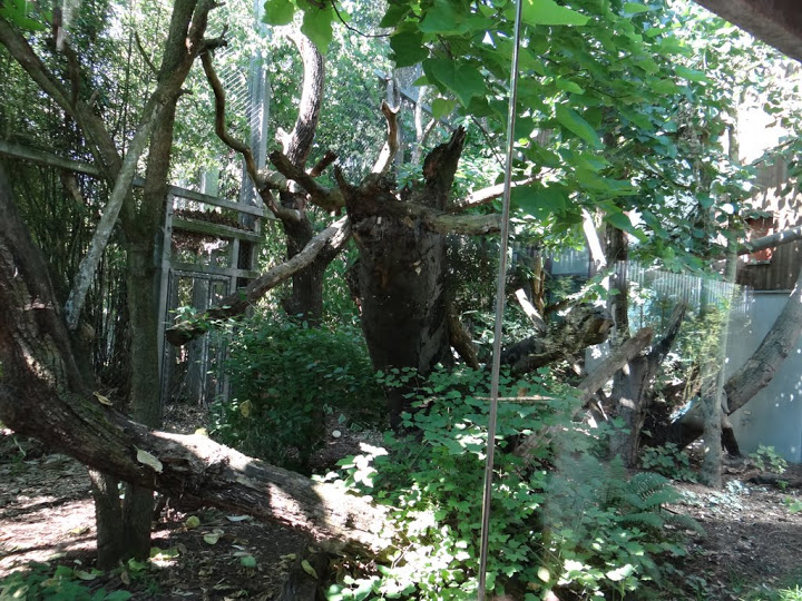 Paddock of Cryptoscrypta ferox