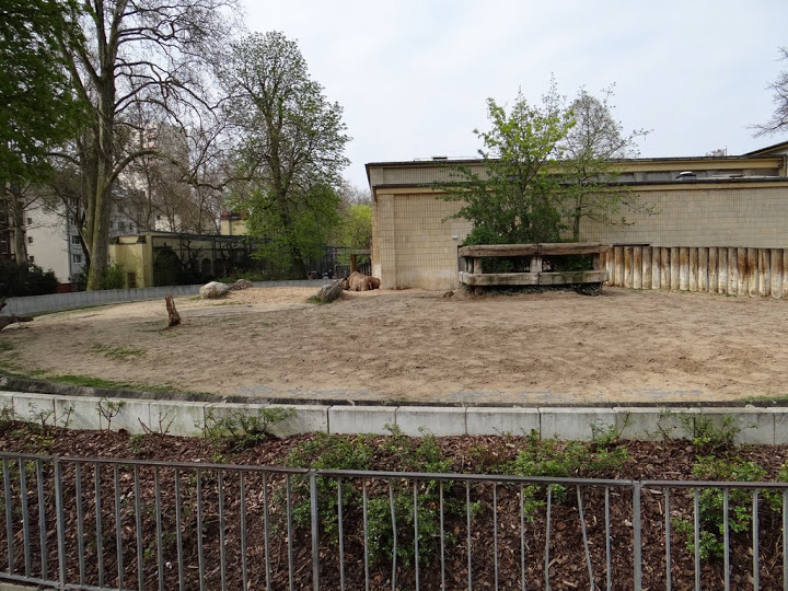 Paddock of Diceros bicornis minor