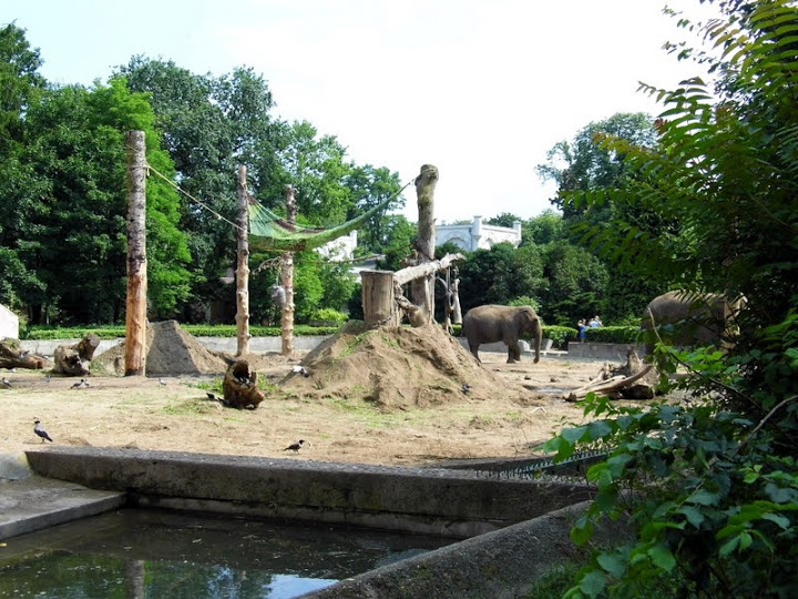 Paddock of Elephas maximus