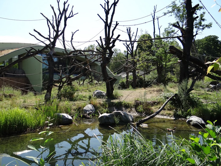 Paddock of Gorilla gorilla gorilla