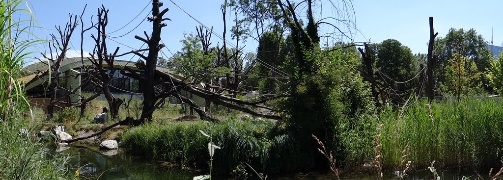 Paddock of Gorilla gorilla gorilla