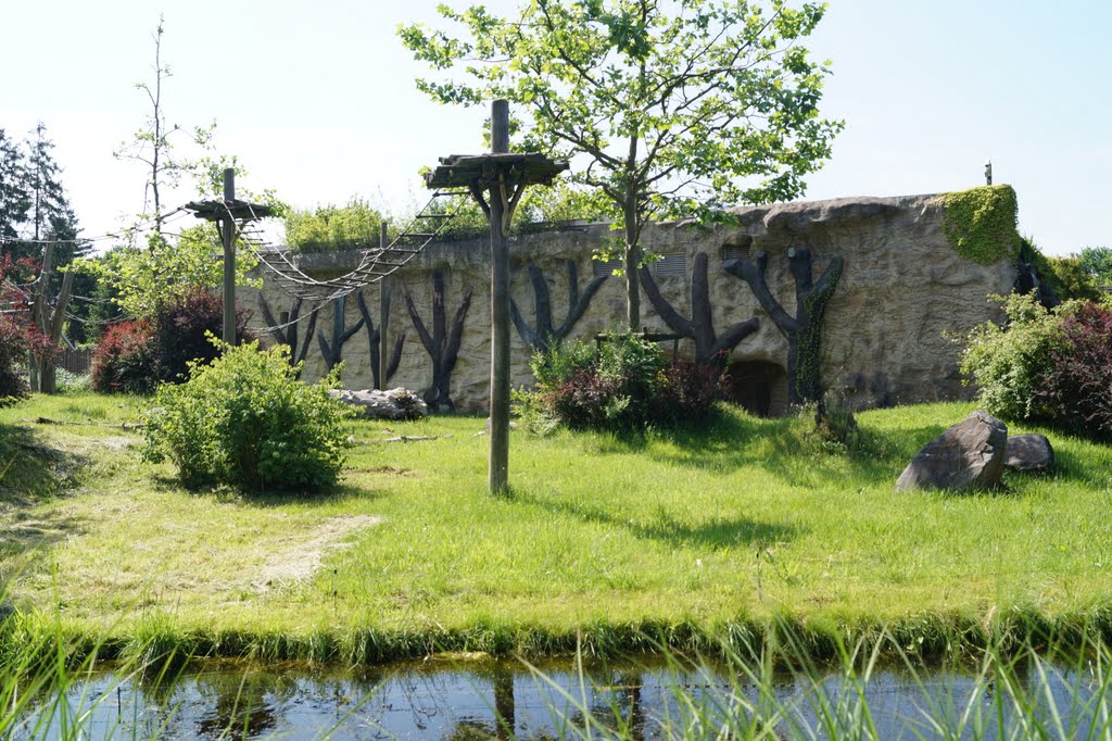 Paddock of Gorilla gorilla gorilla