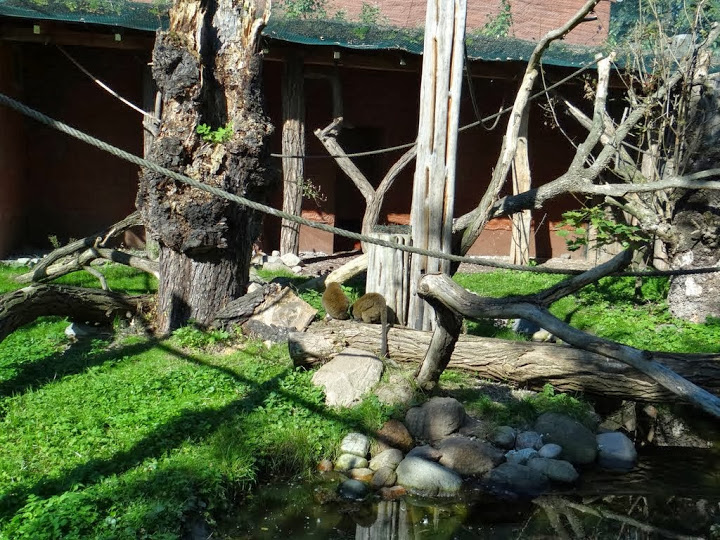 Paddock of Hapalemur alaotrensis